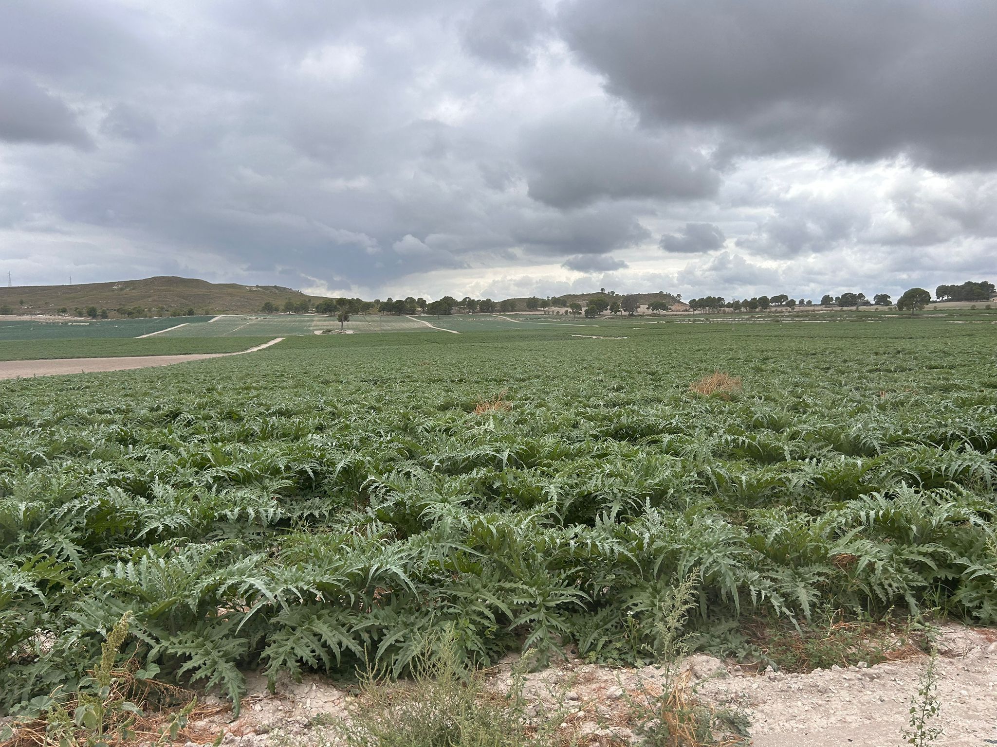 Land for sale in  Murcia Capital