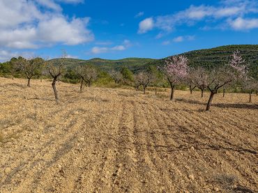 Terrenys i solars en venda a La Font de la Figuera