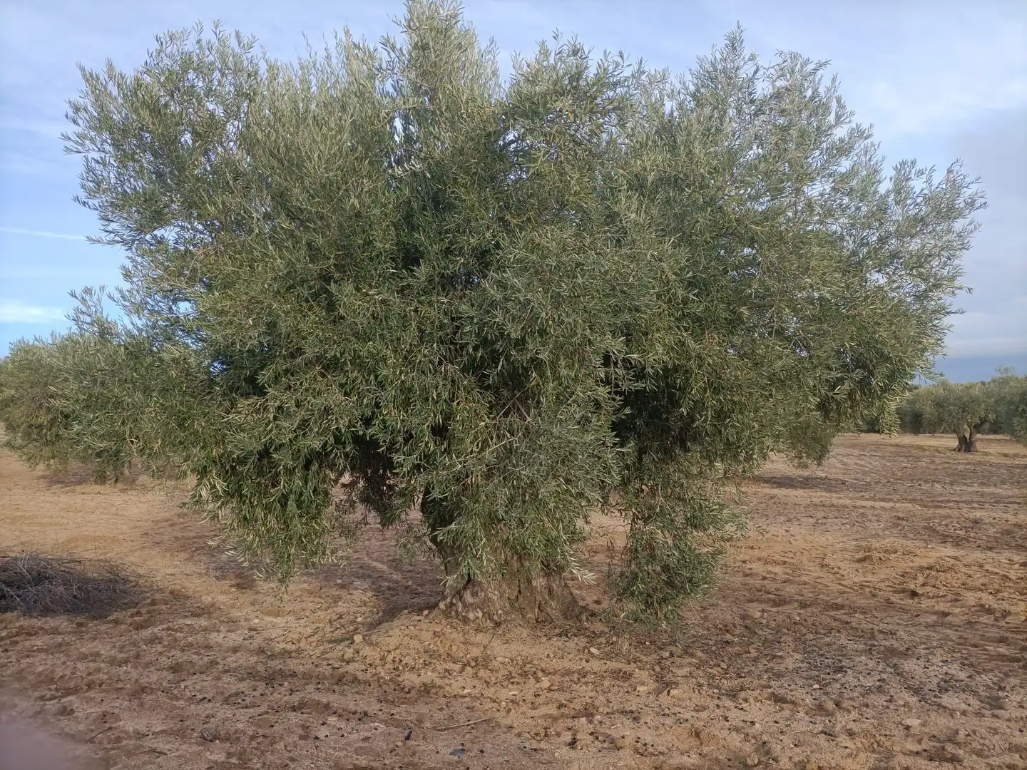 Terreno rustico in vendita a Nambroca, imagen 5