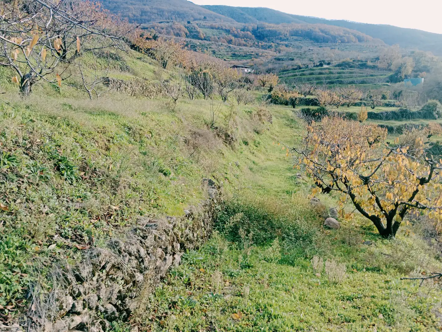 Terreni e lotti in vendita a Navaconcejo, imagen 8