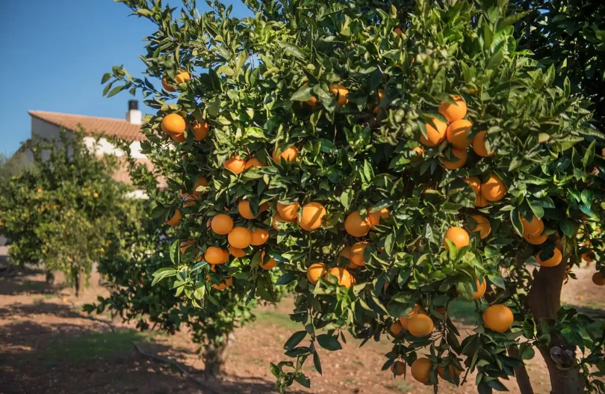 Jardí de Finca rústica en venda en Roda de Berà amb Aire condicionat, Calefacció i Jardí privat