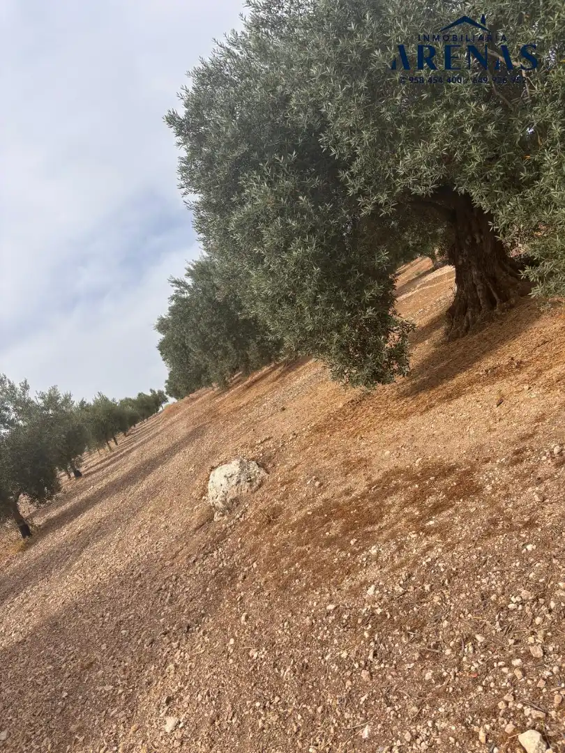 Rustikales Grundstück zum Verkauf in Calle Pozo de Íllora, imagen 5