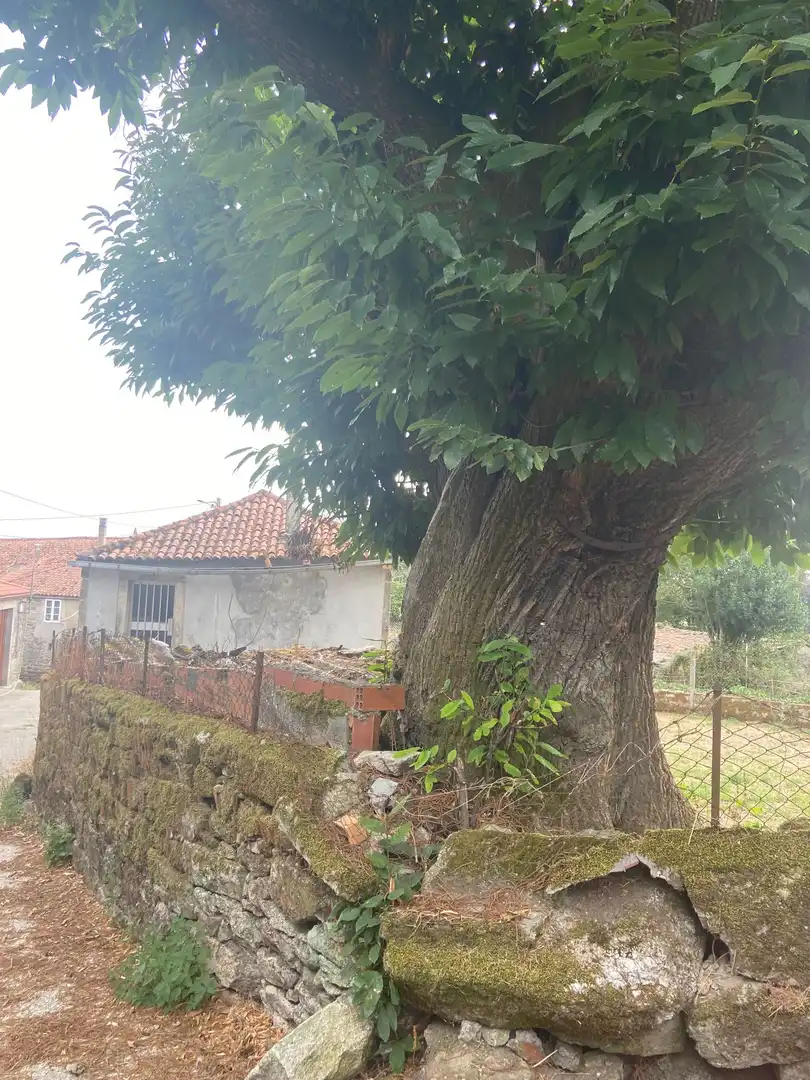 Finca rústica en venta en Rodeiro
