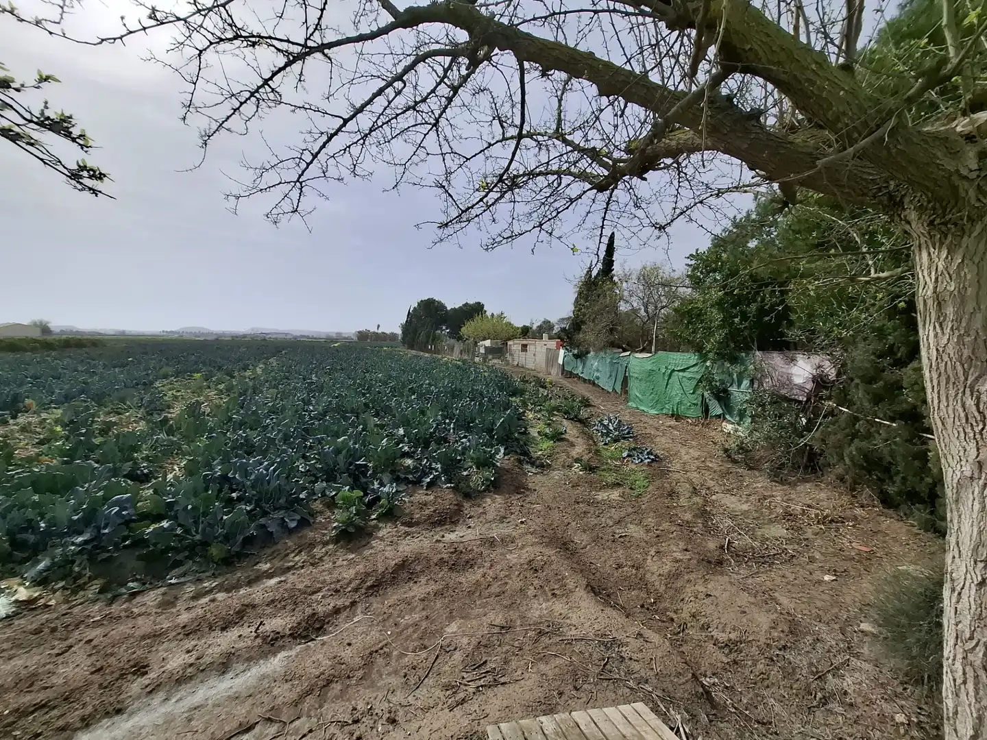 Finca rústica en venda a Partida Saavedra, El Edén