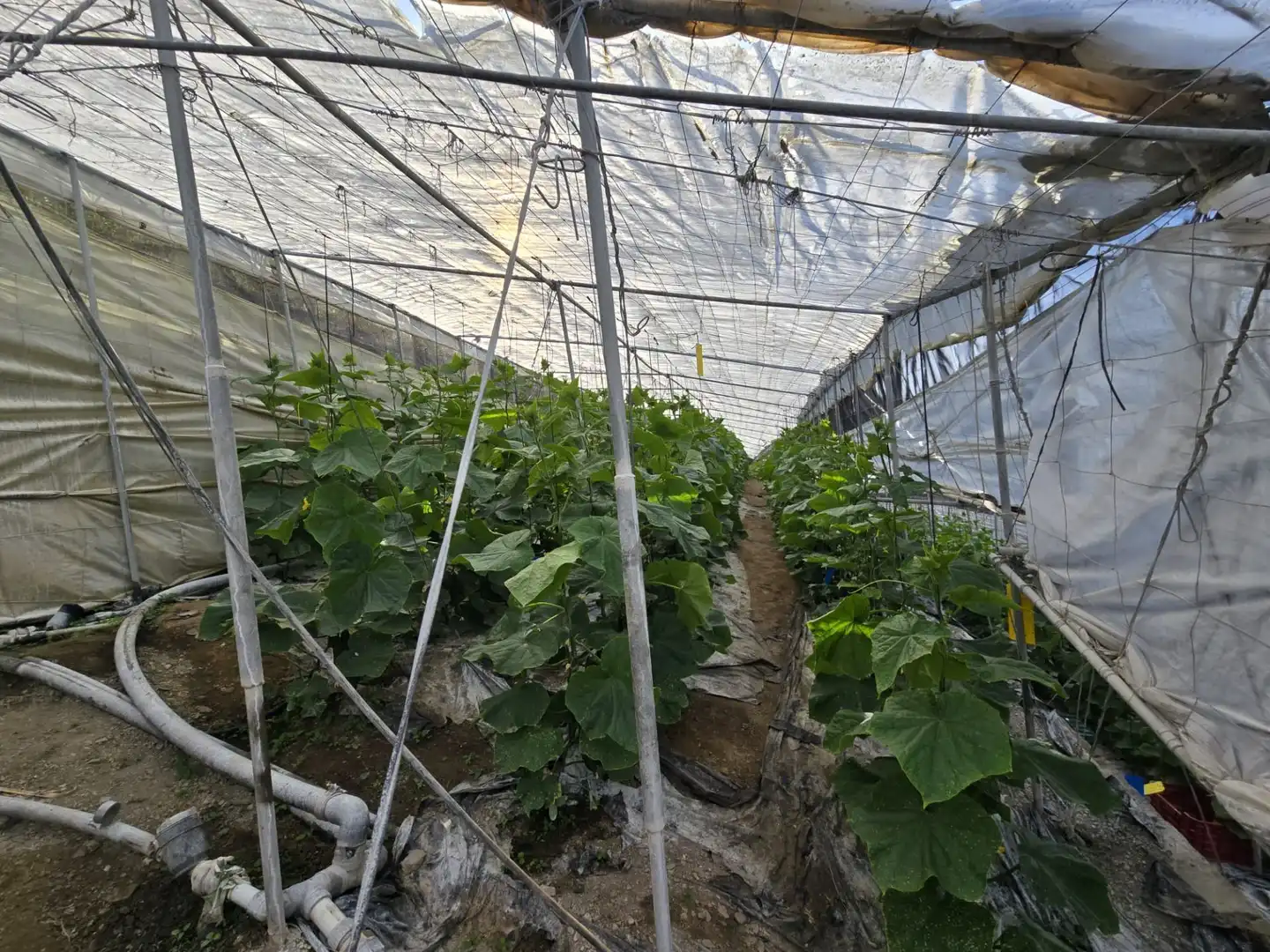 Garten von Grundstücke zum Verkauf in Rubite