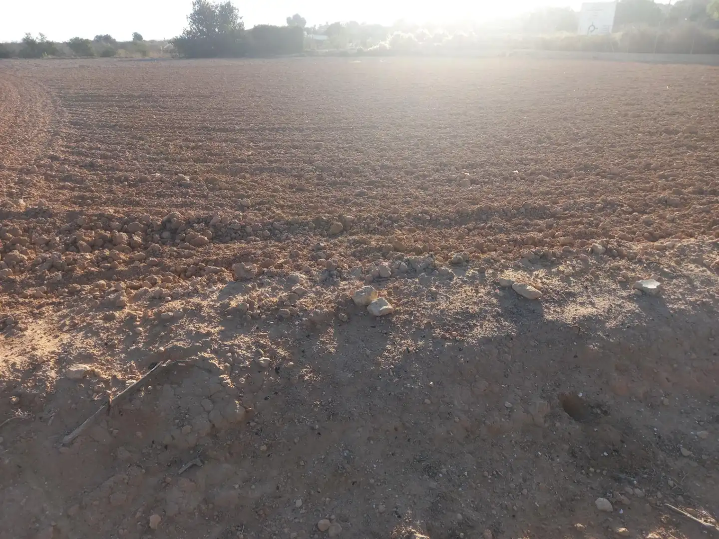 Terrain rustique à vendre à Elche ciudad, imagen 6