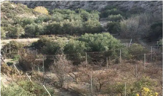 Terreno en venta en Santa Cruz de Marchena