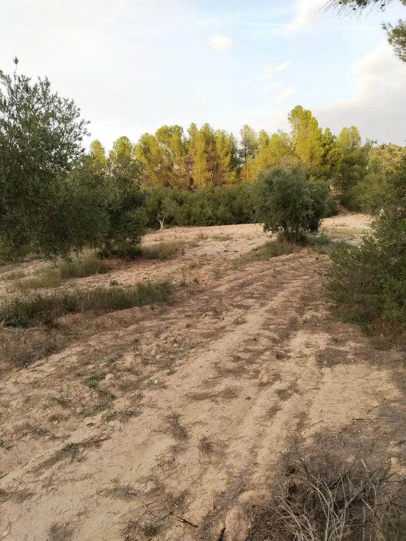 Terreno en venta en L'Albagés