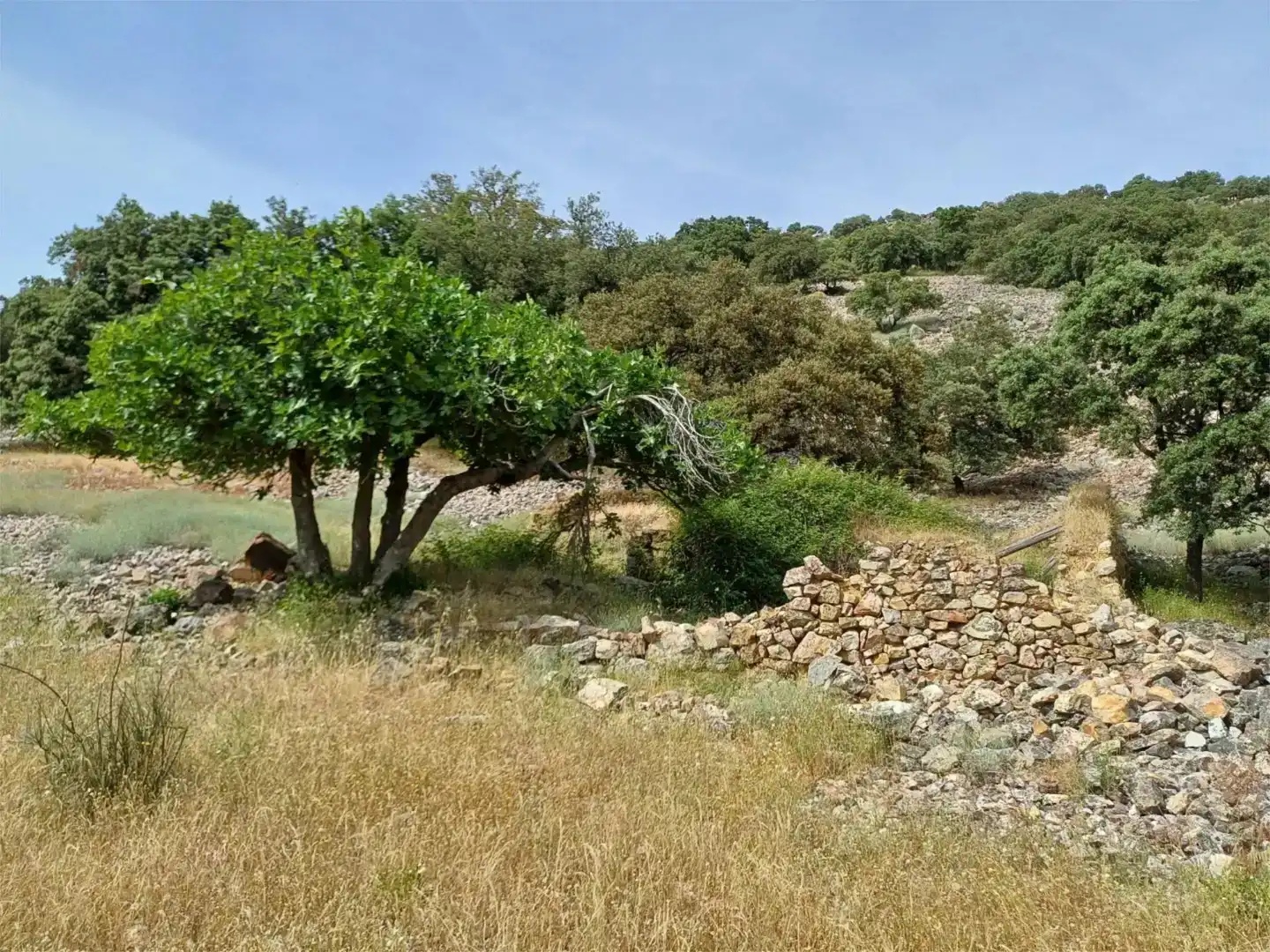 Grundstücke zum Verkauf in Castañar de Ibor
