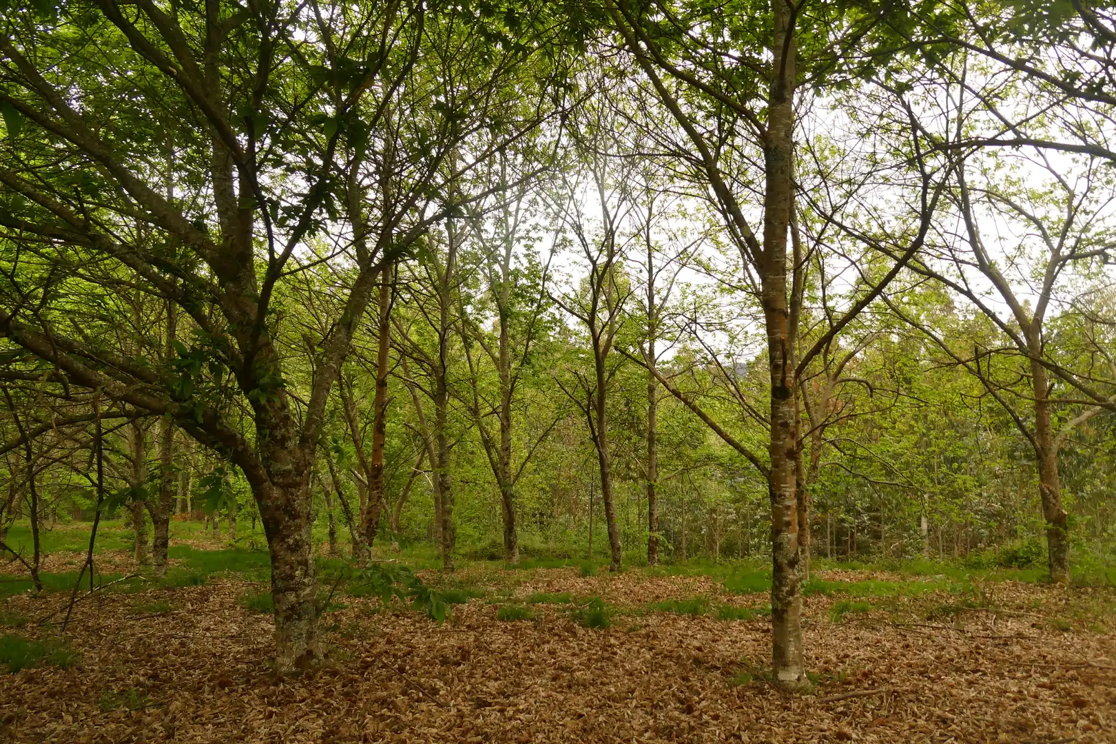 Vista exterior de Finca rústica en venda en San Sadurniño amb Jardí privat, Moblat i Forn