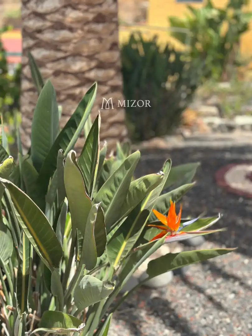 Casa en venta en subida de Vera de Erques, imagen 132