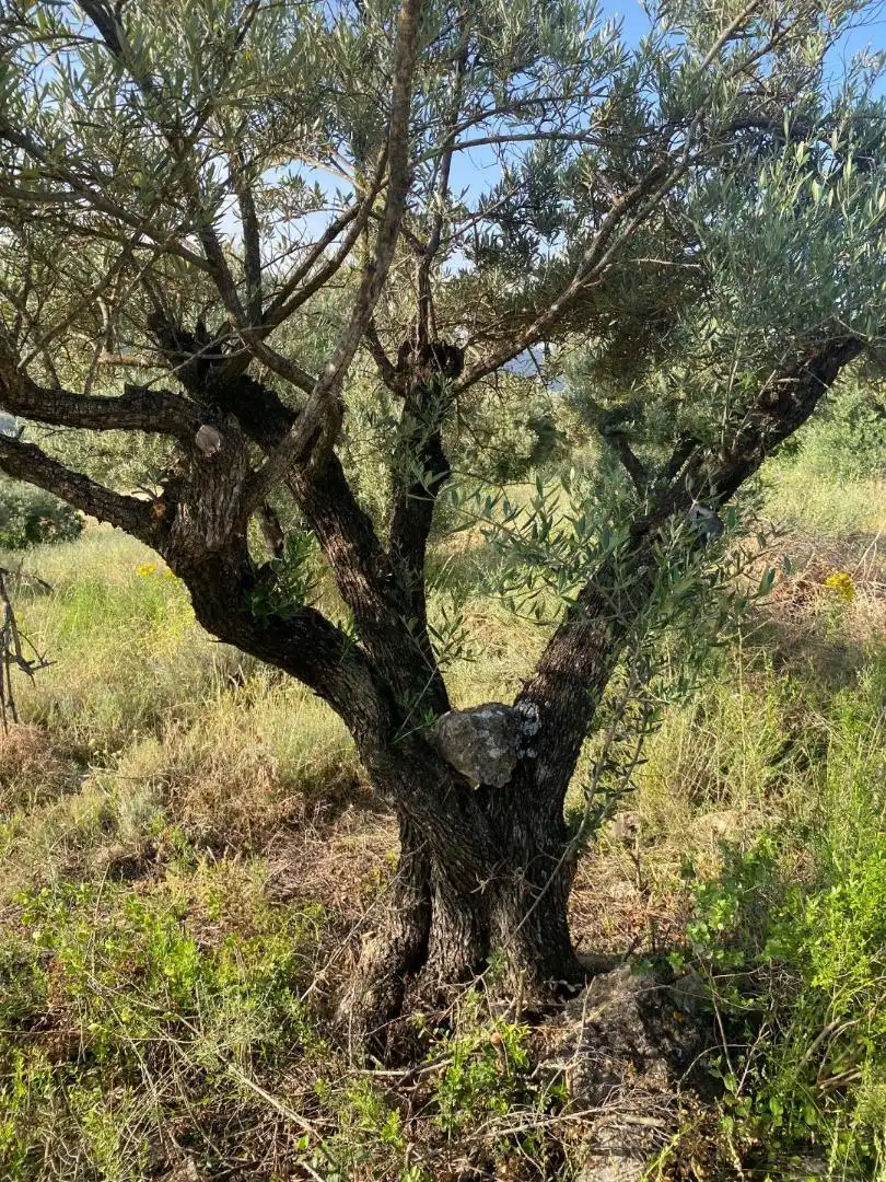 Außenansicht von Grundstücke zur Miete in Loranca de Tajuña