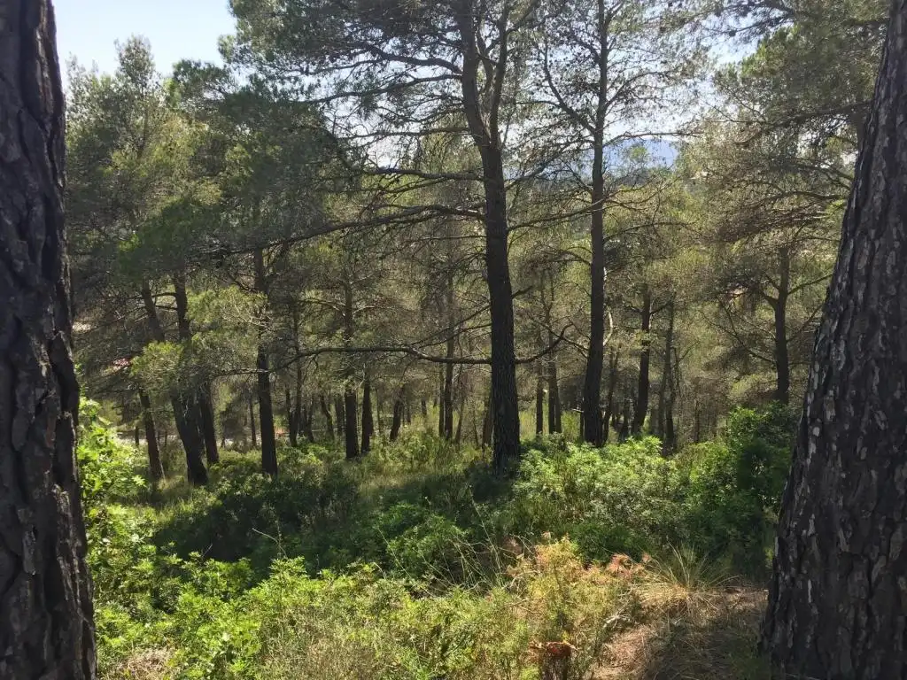 Terreny rústic en venda a BAIX PENEDES, imagen 3