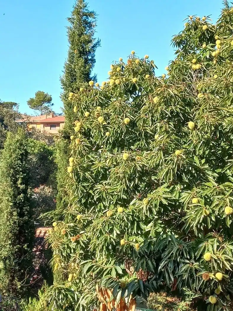 House with pool for sale in Can Massuet del Far, imagen 9