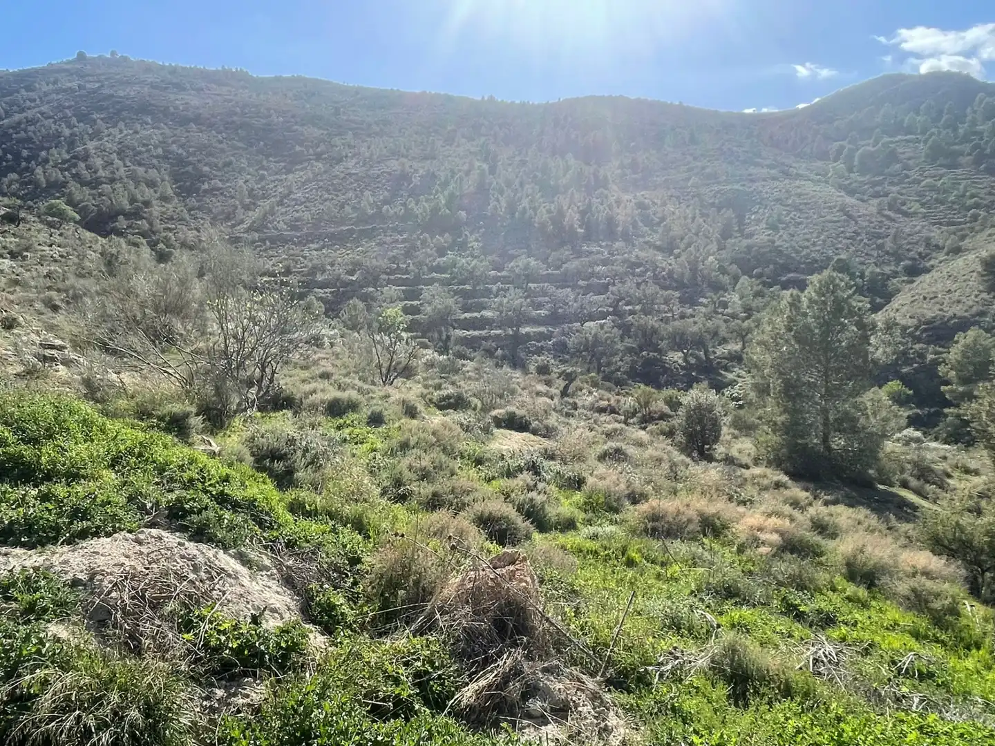 Terreno en venta en Almócita