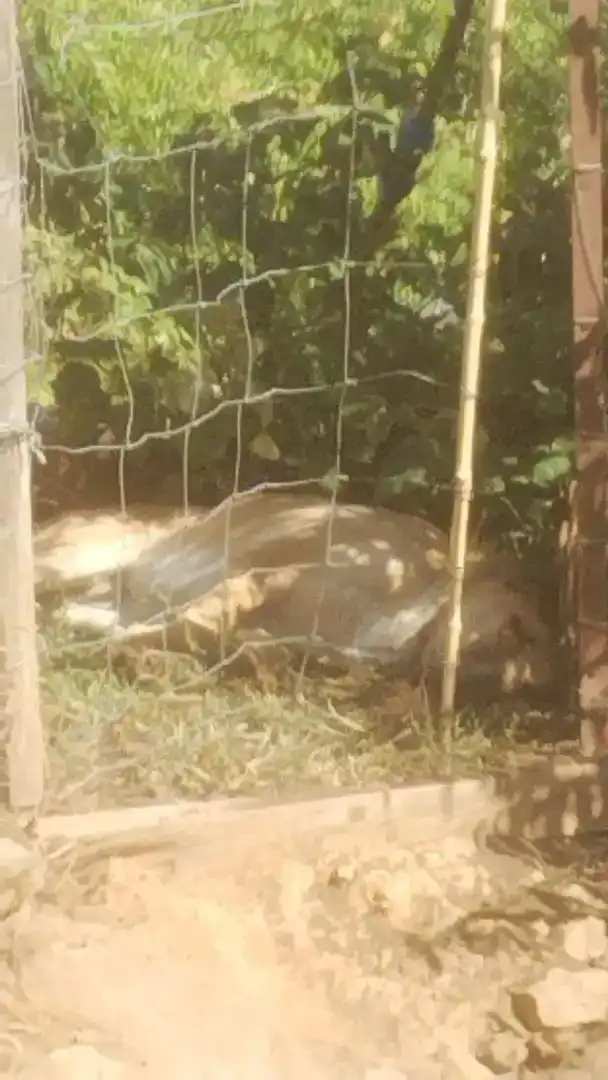 Jardí de Finca rústica en venda en Gata amb Rentadora