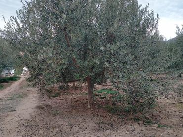 Terreno rustico in vendita a Petrés