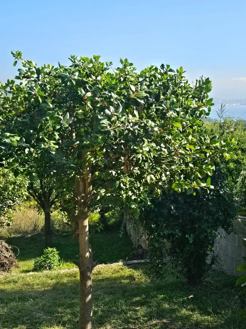 Maison à vendre à Moaña, imagen 8