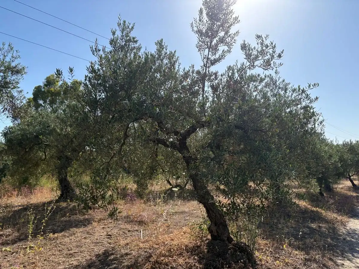 Terreny rústic en venda a Sanlúcar la Mayor, imagen 3