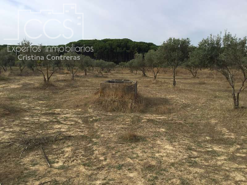 Finca rústica en venta en Almonte