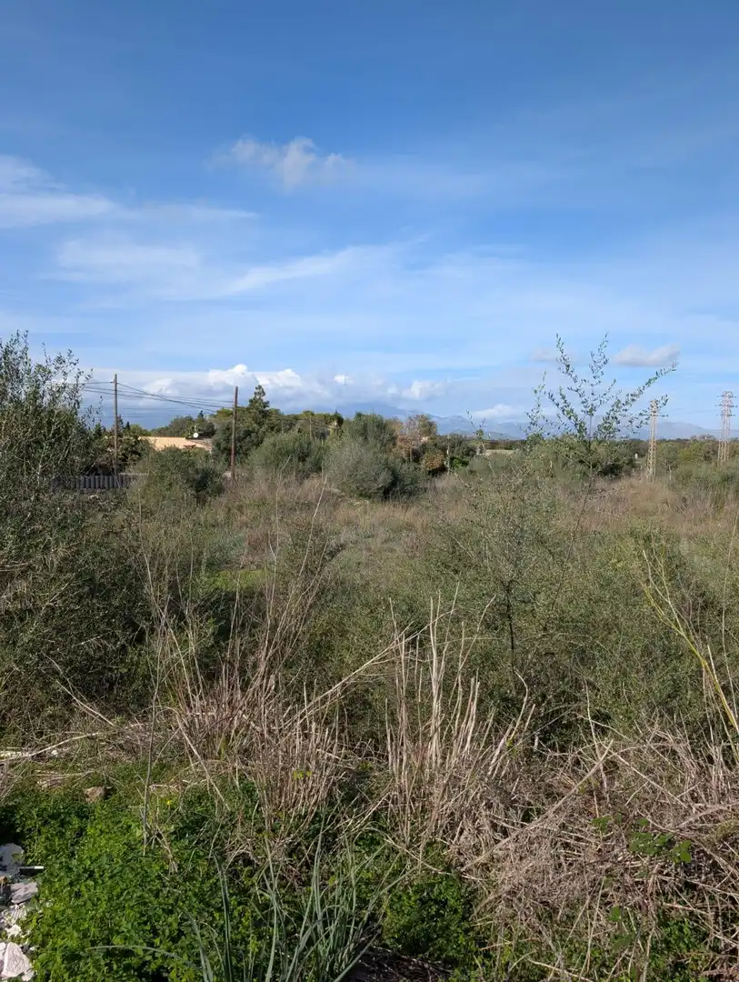 Terrain rustique à vendre à Sineu, imagen 6