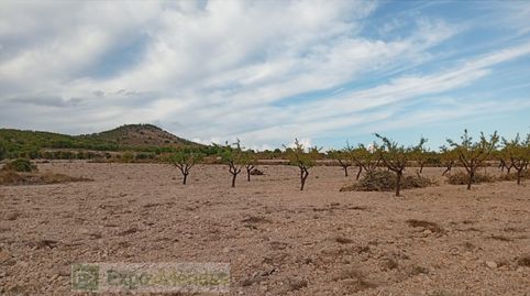 Campo en venta a 5 km de Yecla., immagine 3