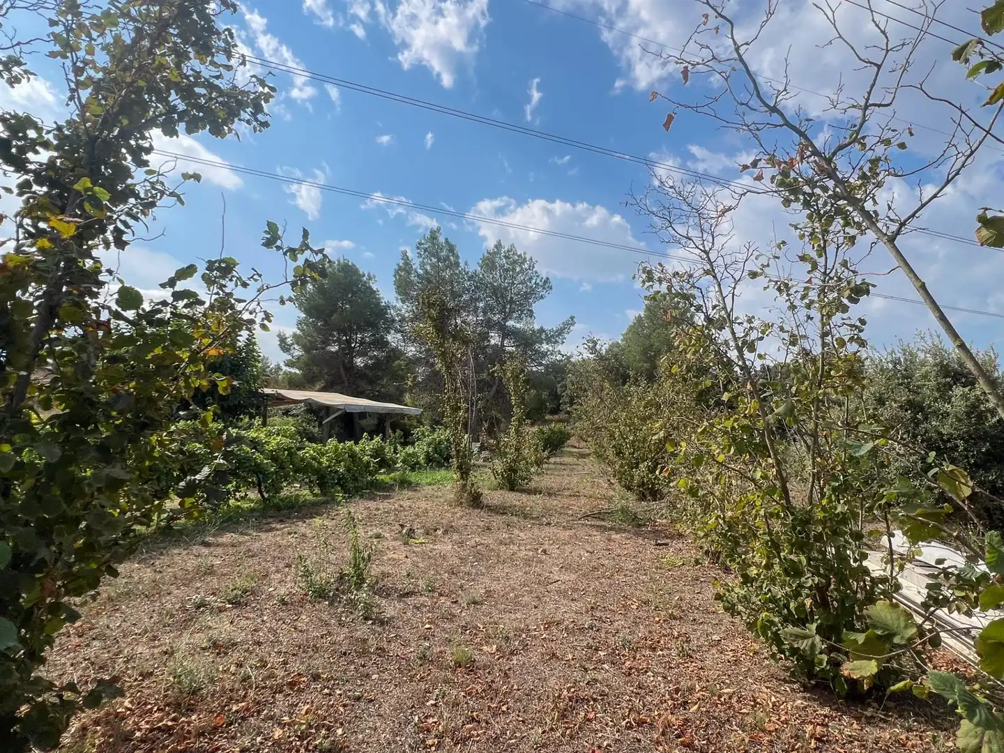 Finca rústica en venda en Les Borges del Camp amb Jardí privat, Traster i Piscina