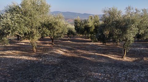 OLIVAR EN LAS CANTERAS BLANCAS DEL CHORRON, immagine 5