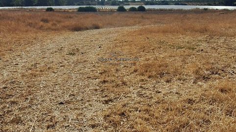 Terreno agrario 1 Hectarea, immagine 3