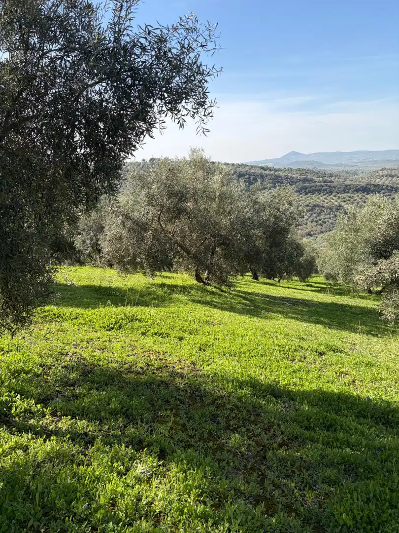 Rural land for sale in Poleares, imagen 11