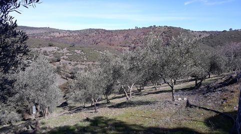 Se vende chalet en termino de Añora, imagen 5