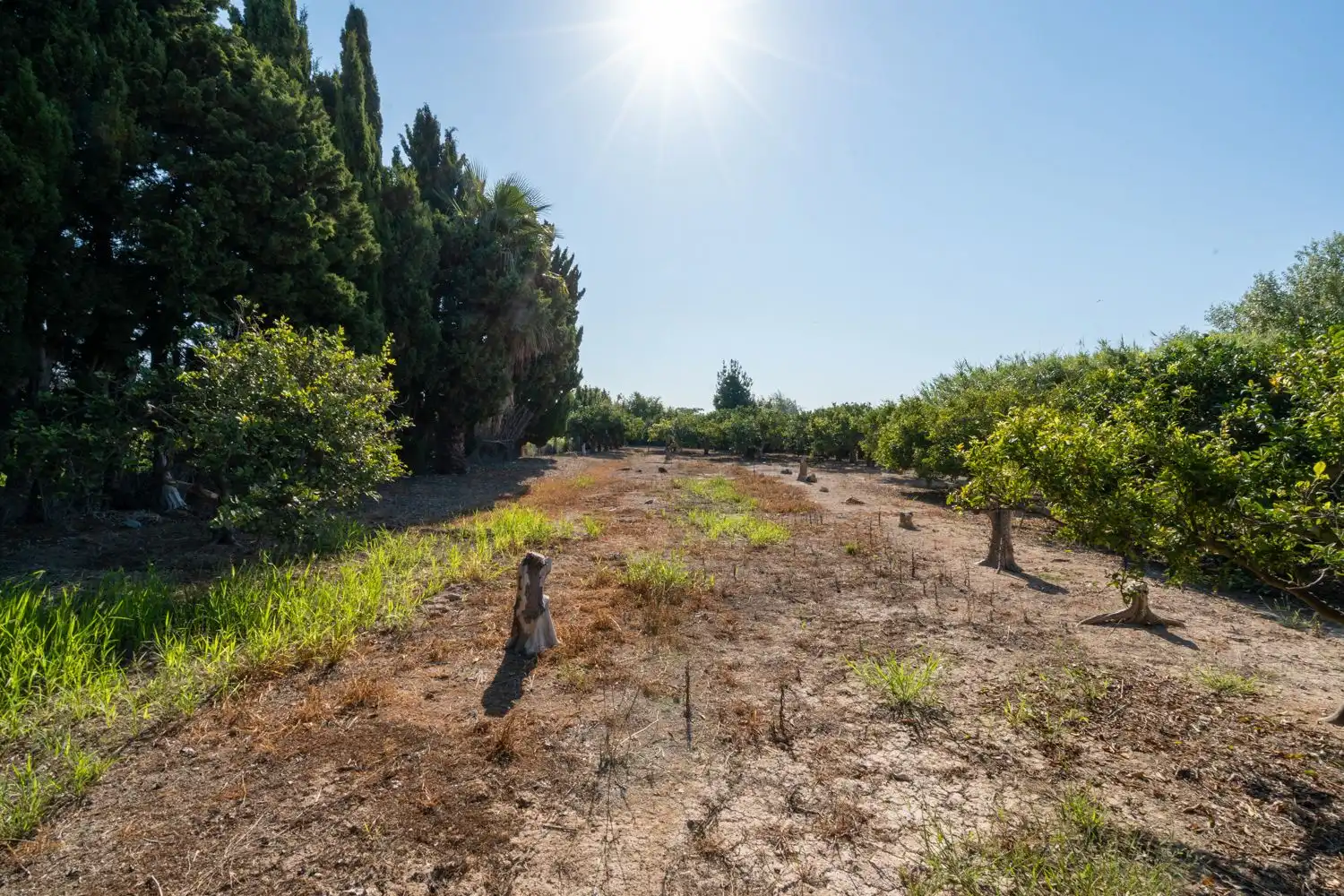 Rural land for sale in Deltebre, imagen 3