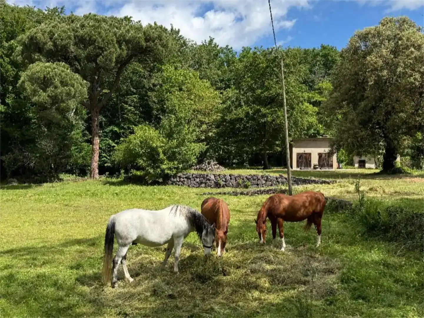 Vista exterior de Pis en venda en Santa Pau amb Jardí privat i Traster