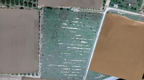 AMPLIO SOLAR RUSTICO DE REGADIO ZONA LAS BALSAS, immagine 3