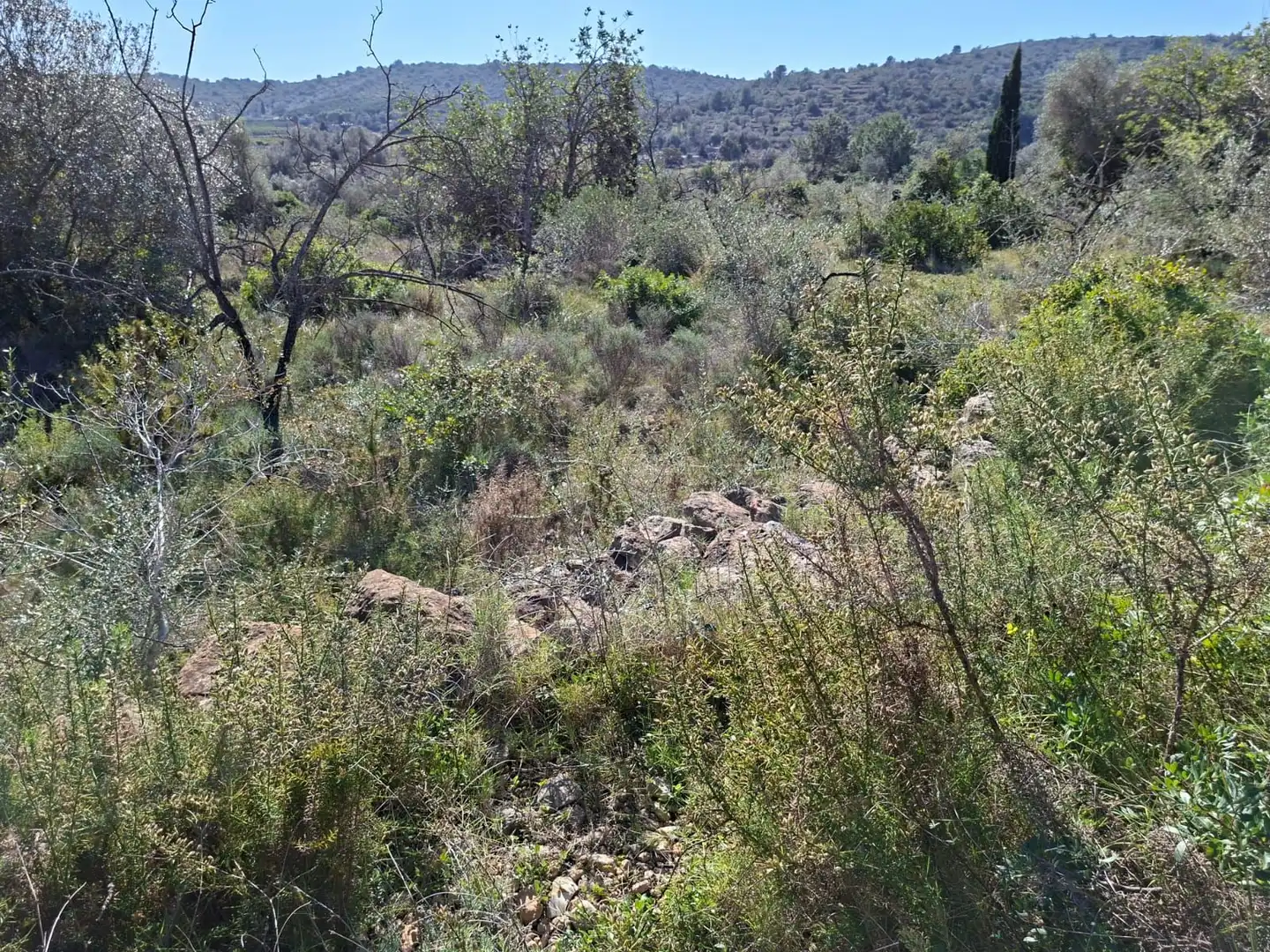 Terreny rústic en venda a Ulldecona, imagen 23