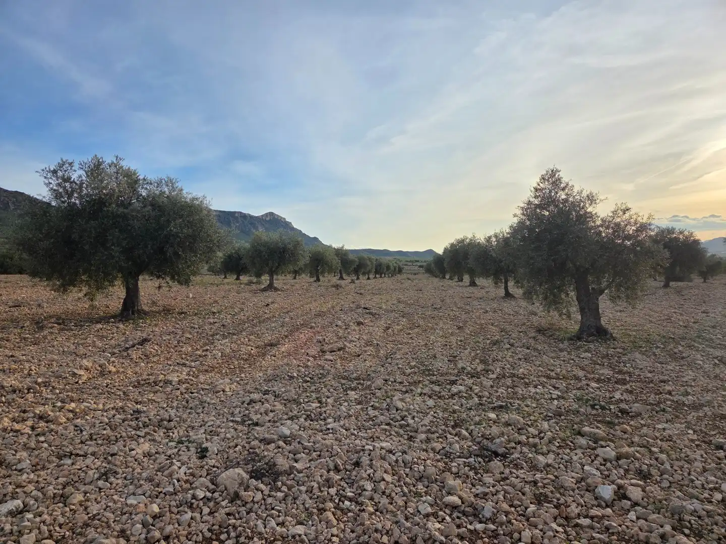 Terreny residencial en venda a Jumilla, imagen 2
