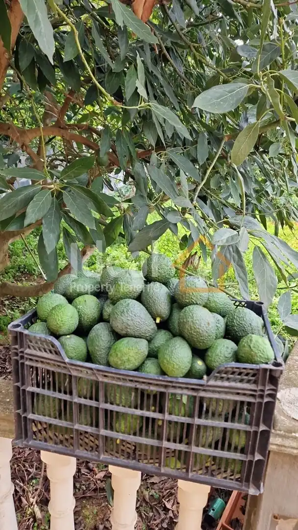 Maison avec jardin à vendre à Los Silos, imagen 30