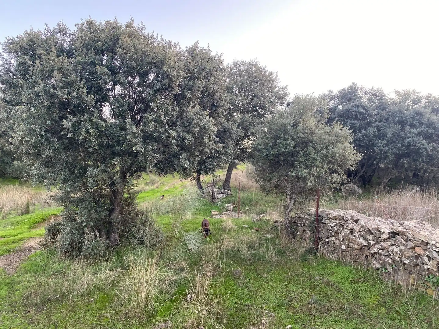 Terreni e lotti in vendita a Villar del Pedroso, imagen 18