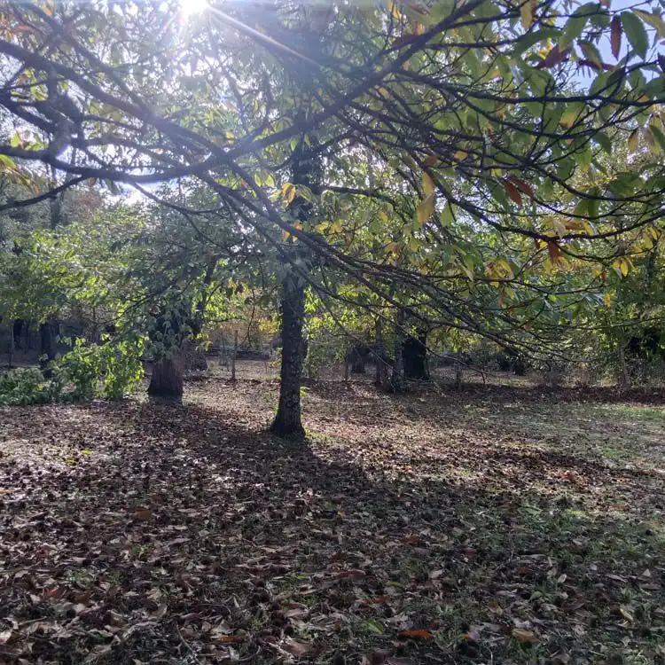 Finca rústica en venta en Los Marines