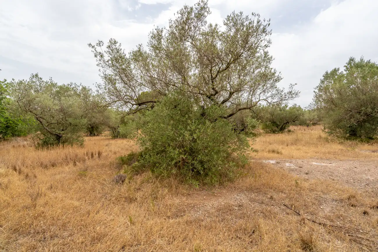 Terrain rustique à vendre à Carrer del Boix 54, imagen 7