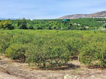 Rustikales Grundstück zum Verkauf in Alquería - Torrealquería