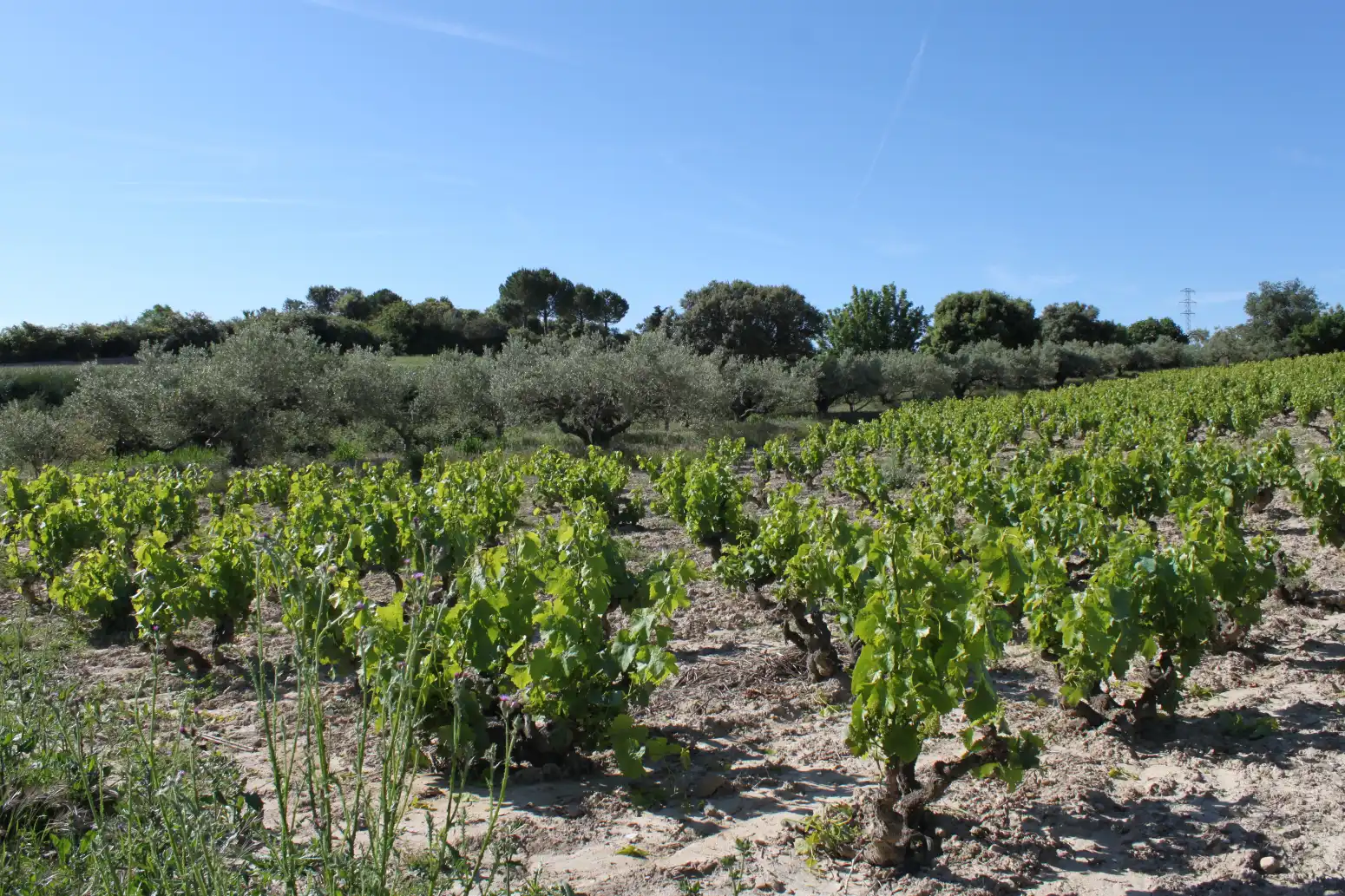 Terreno en venta en Tafalla