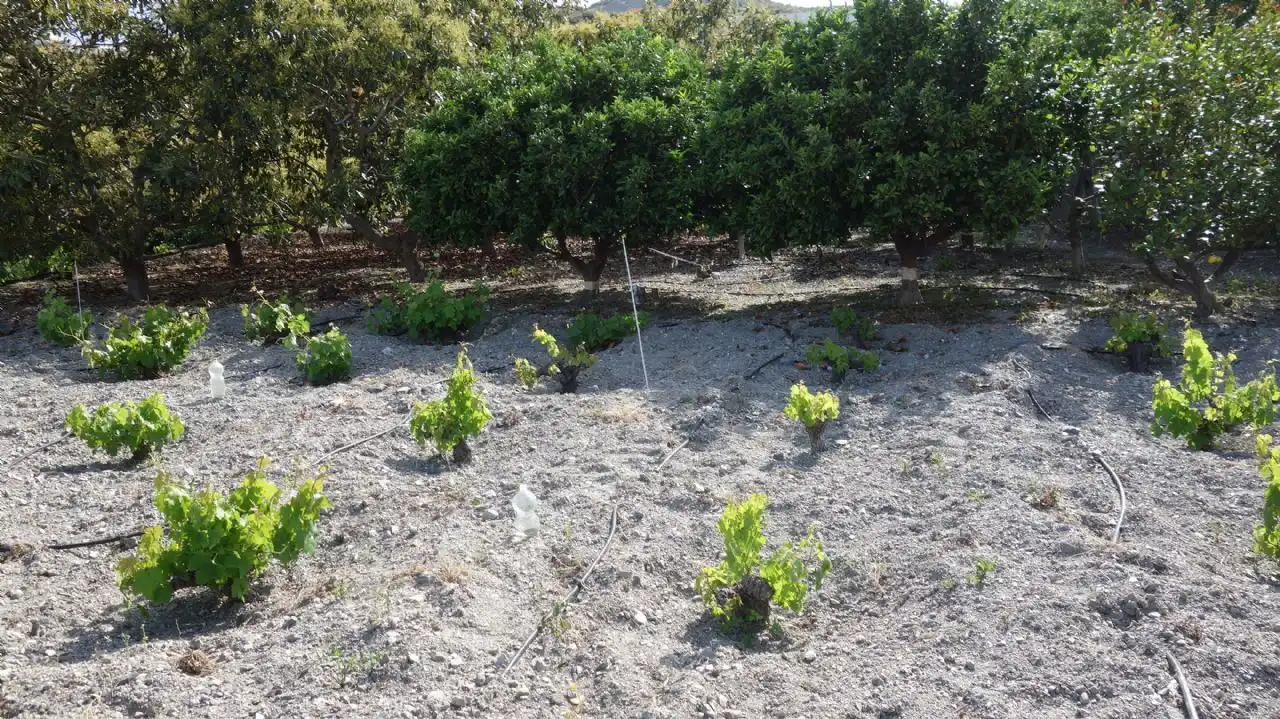 Finca rústica en venda en Molvízar
