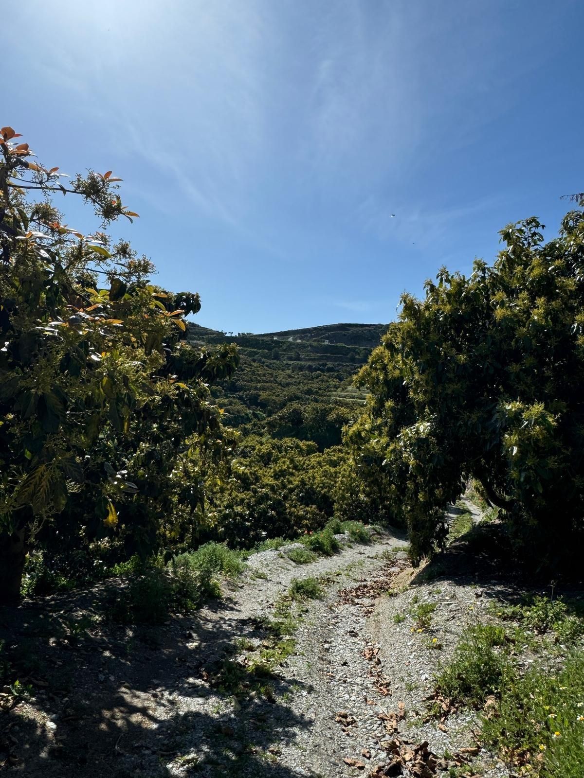 Vista exterior de Finca rústica en venda en Motril