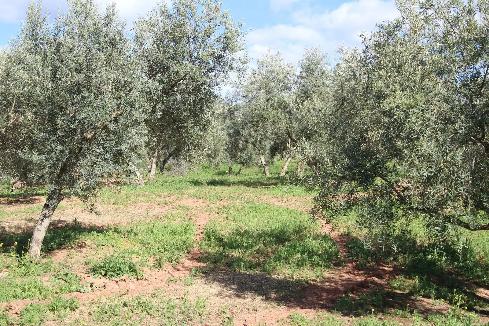 Terreno rustico in vendita a Calicasas, imagen 5