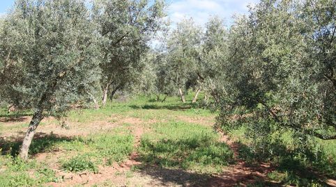 FINCA RÚSTICA DE OLIVOS EN CALICASAS, GRANADA., immagine 5