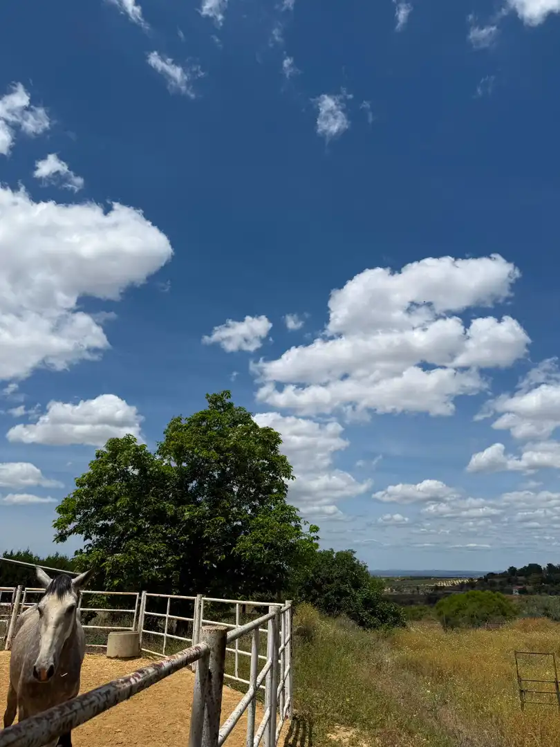 Chalet con piscina en venta en Carretera Olivares, imagen 36