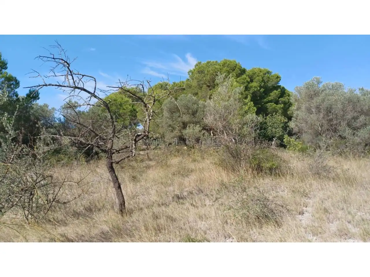 Terrain rustique à vendre à Calle Poligono 22 parcela 415, imagen 5
