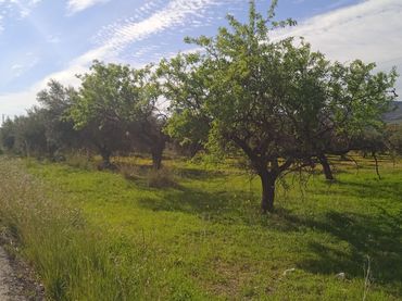 Terreny rústic en venda a Camino Cuesta del Palmar 34