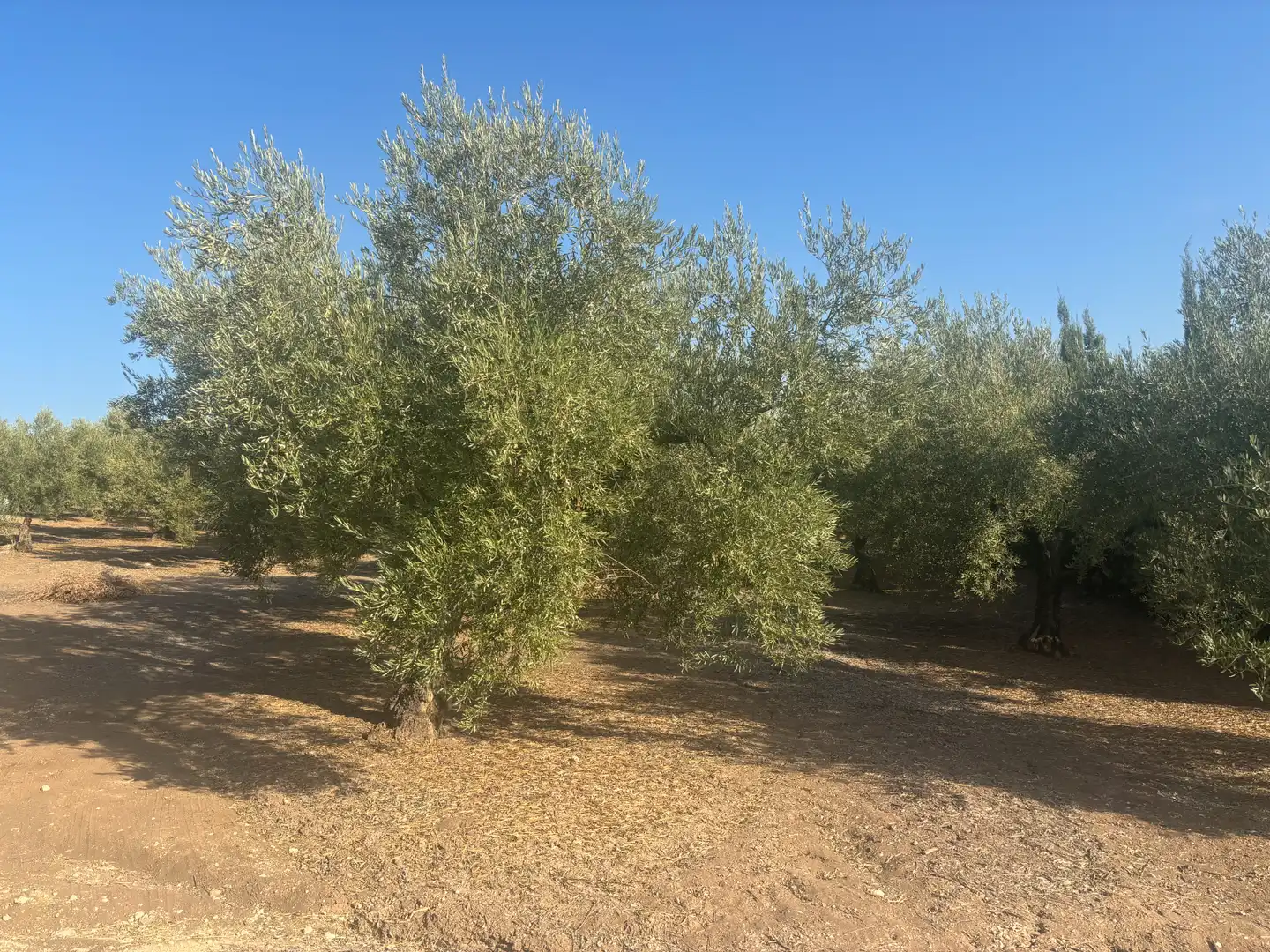 Terreno rustico in vendita a Cabra, imagen 4